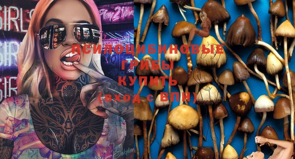 стаф Белокуриха